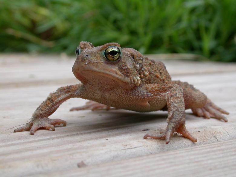 Free stock image of Frog created by raymond henry