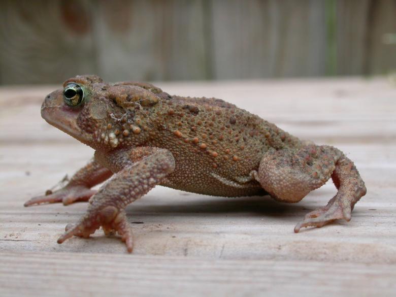 Free stock image of Frog created by raymond henry