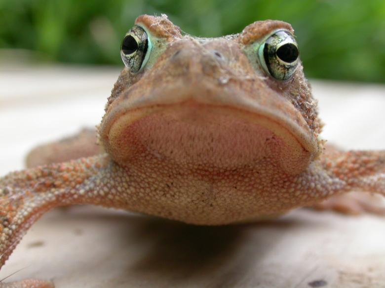 Free stock image of Frog face created by raymond henry