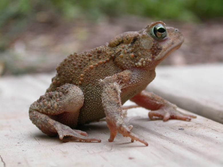 Free stock image of Frog created by raymond henry