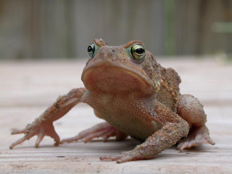 Free stock image of Frog created by raymond henry