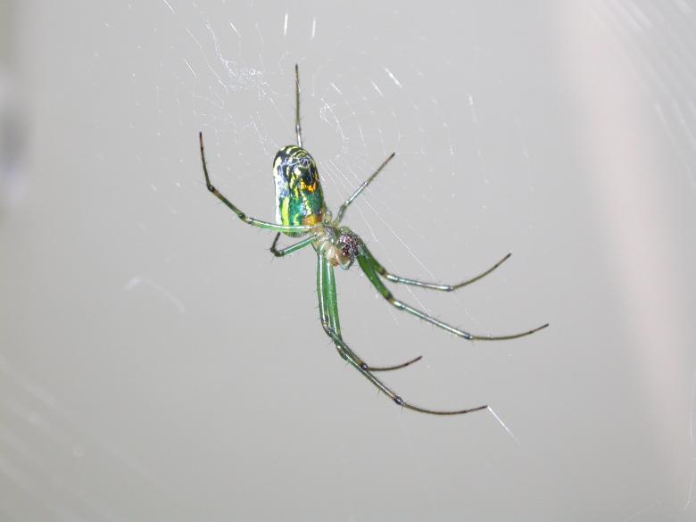Free stock image of Green spider created by raymond henry