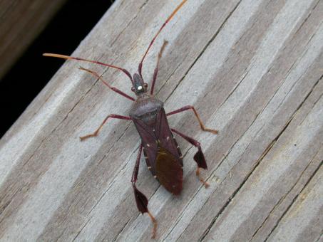 Insect walking on wood - Free Stock Photo