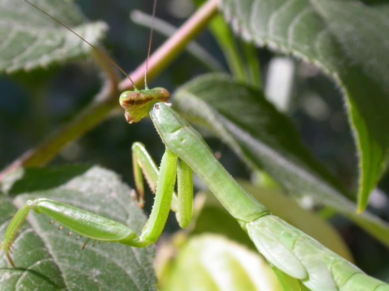Free stock image of Green insect created by raymond henry