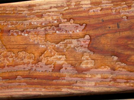 Wood texture