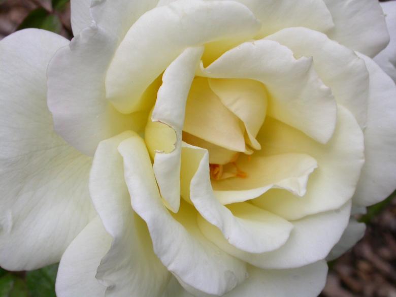 Free stock image of White rose created by raymond henry