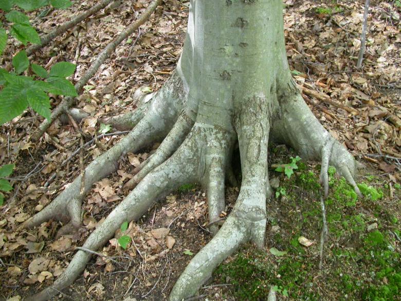 Free stock image of Tree roots created by raymond henry