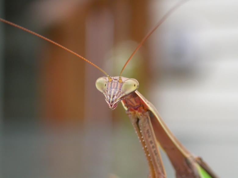 Free stock image of Alien like insect created by raymond henry
