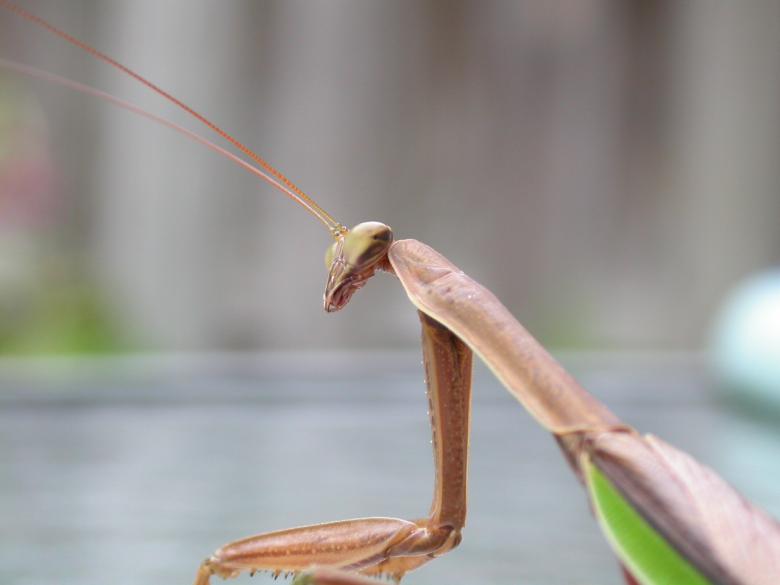 Free stock image of Alien like insect created by raymond henry