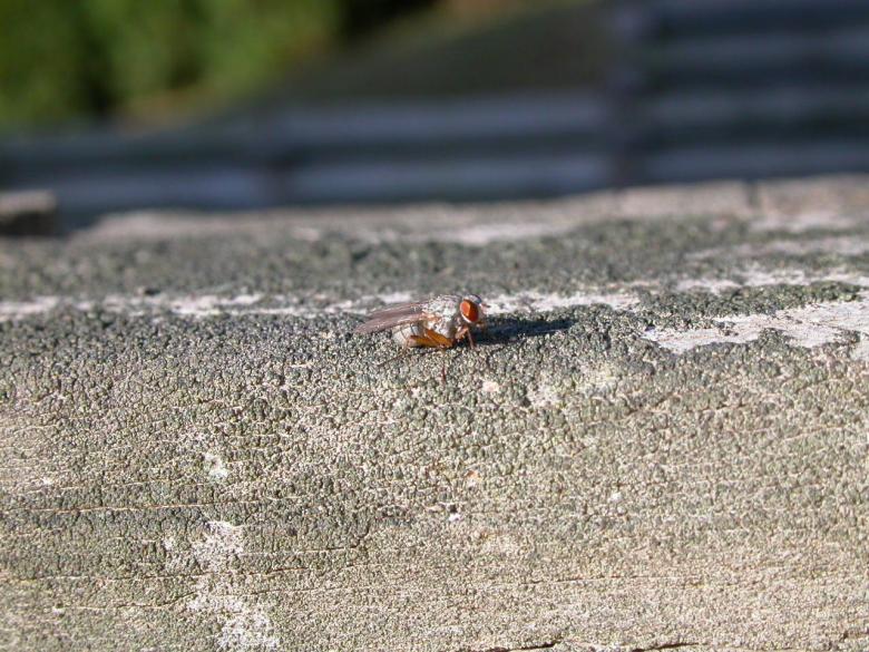 Free stock image of A grey fly created by raymond henry