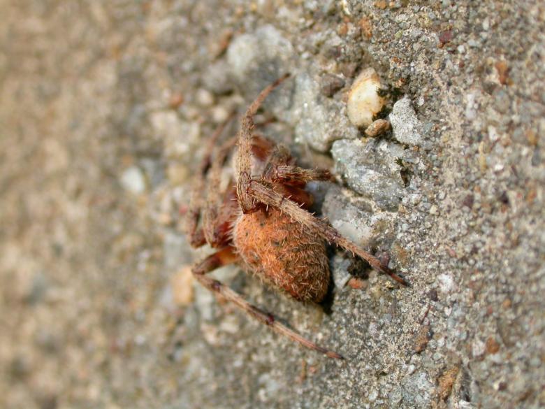 Free stock image of Big spider created by raymond henry