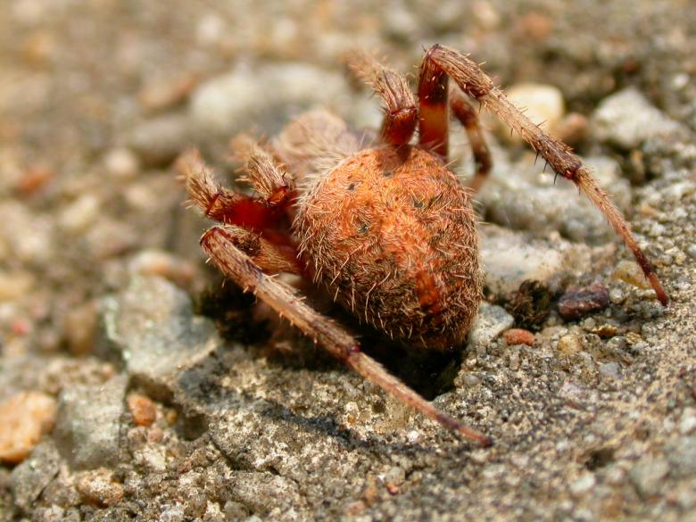Free stock image of Big spider closeup created by raymond henry