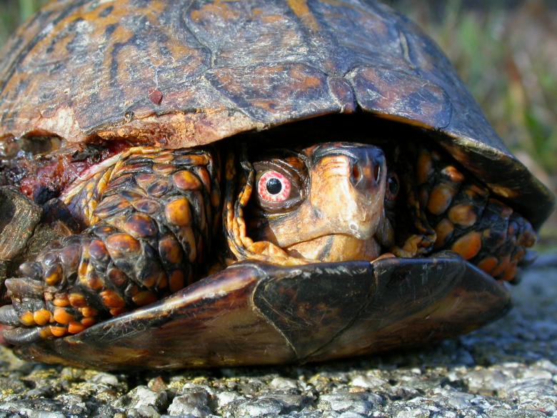 Free stock image of Turtle created by raymond henry