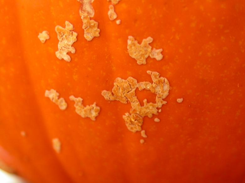 Free stock image of Fungus created by raymond henry