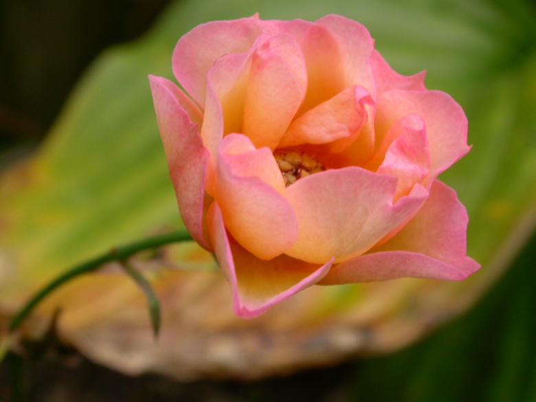 Free stock image of Pink flower created by raymond henry