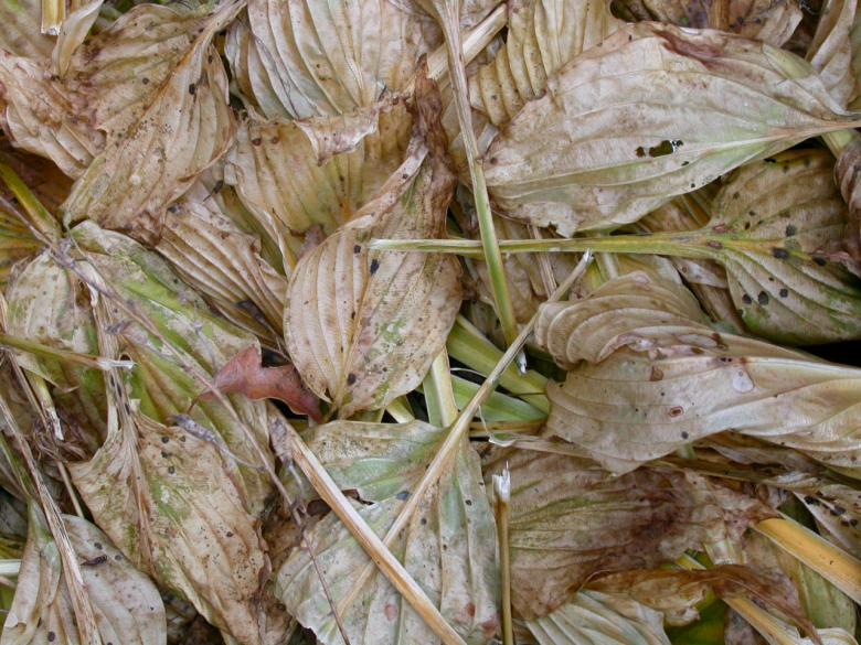 Free stock image of Dead leafs created by raymond henry