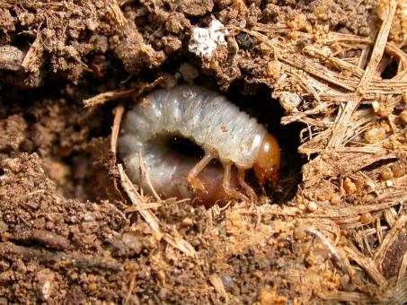 Larva - Free Stock Photo