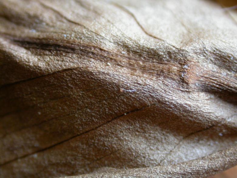 Free stock image of Leaf Closeup created by raymond henry