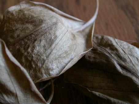 Free Stock Photo of Leaf Closeup