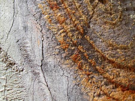 Free Stock Photo of Wood texture