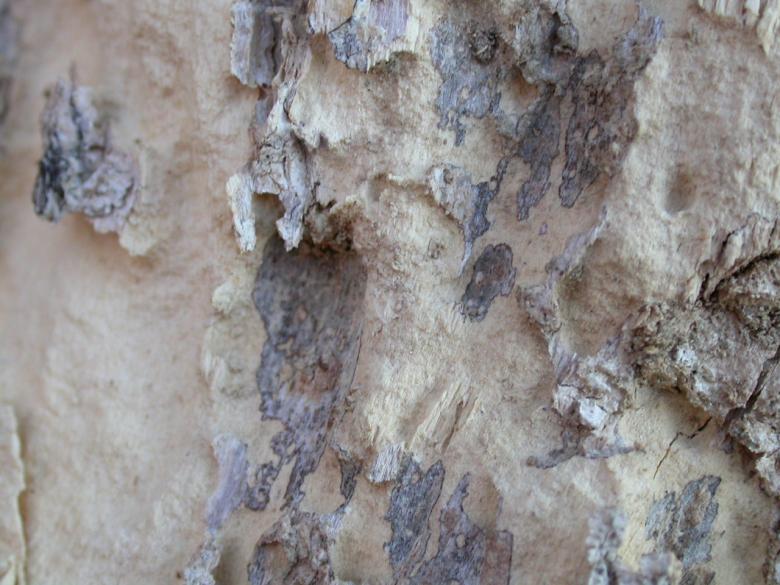 Free stock image of Wood texture created by raymond henry