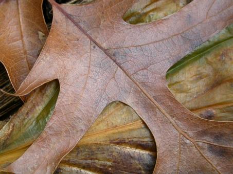 Free Stock Photo of Leaf Closeup