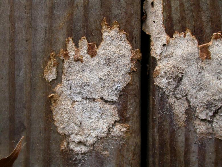 Free stock image of Tree bark created by raymond henry