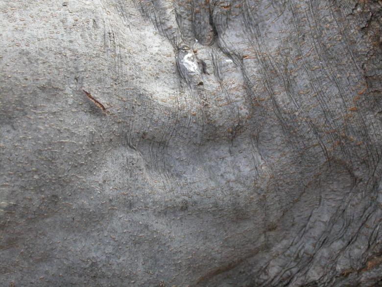Free stock image of Wood texture created by raymond henry