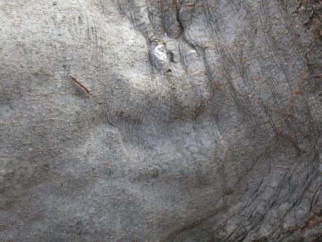 Free Stock Photo of Wood texture