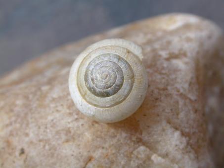 Free Stock Photo of Cochlea