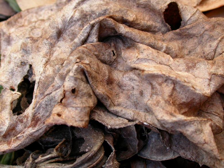Free stock image of Rotten leaf created by raymond henry
