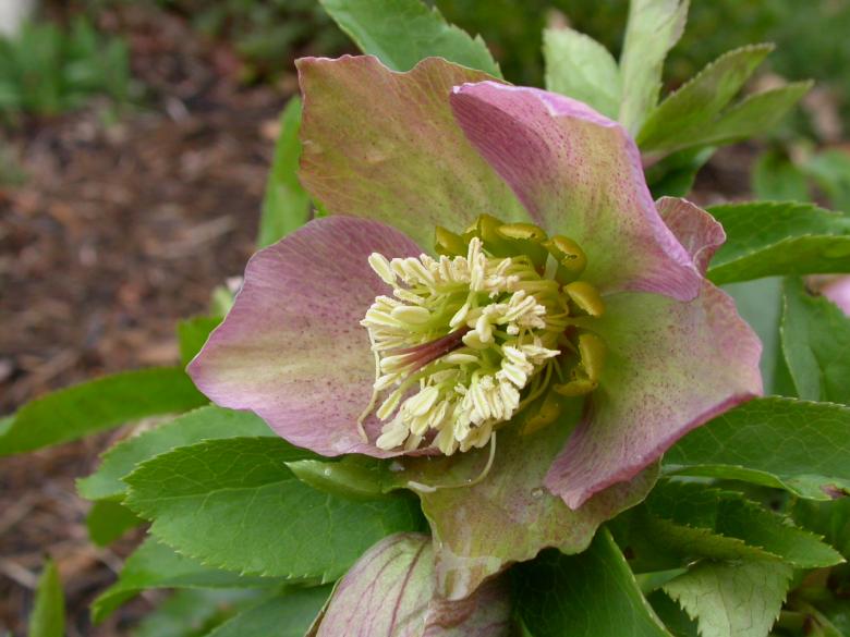 Free stock image of Green and purple flower created by raymond henry