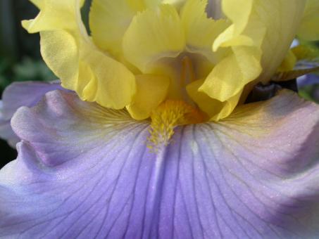 Free Stock Photo of Yellow and blue flower