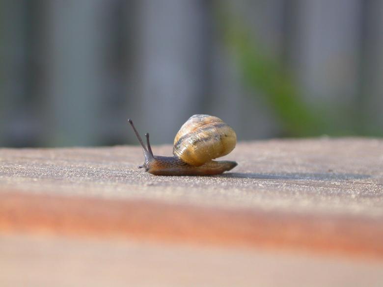 Free stock image of Snail created by raymond henry