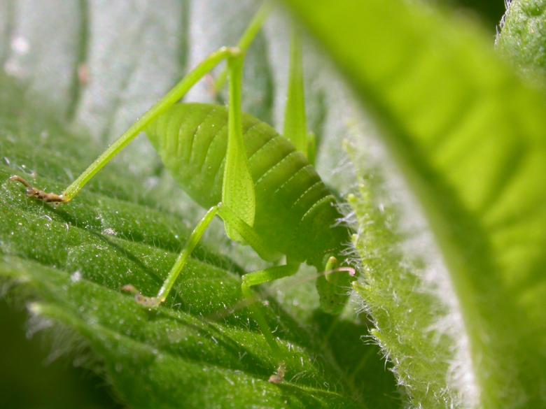Free stock image of Green bug created by raymond henry