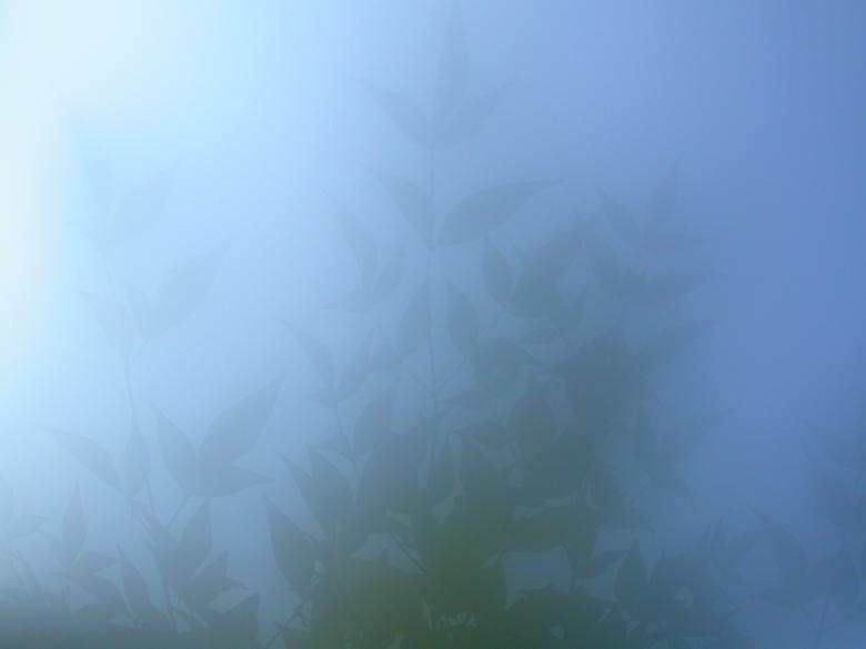 Free stock image of Plants blurry view created by raymond henry