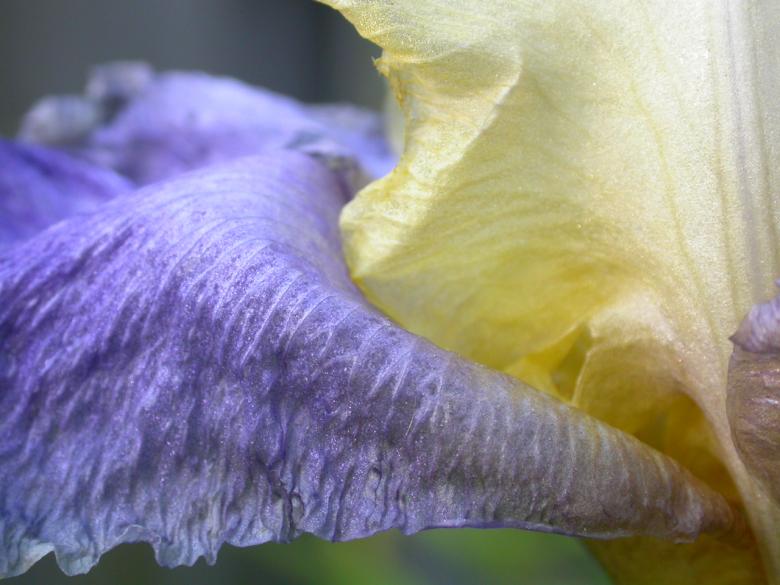 Free stock image of Yellow and blue flower created by raymond henry