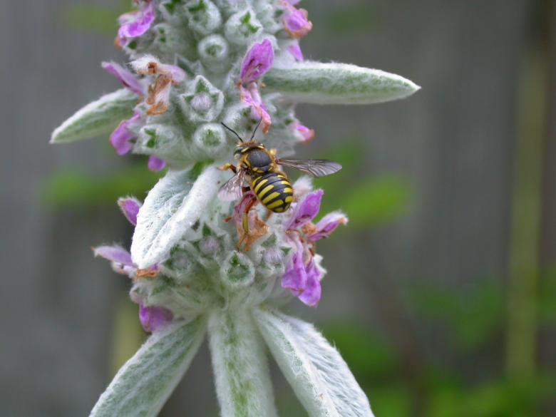 Free stock image of Wasp created by raymond henry