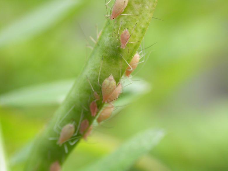 Free stock image of Lice created by raymond henry