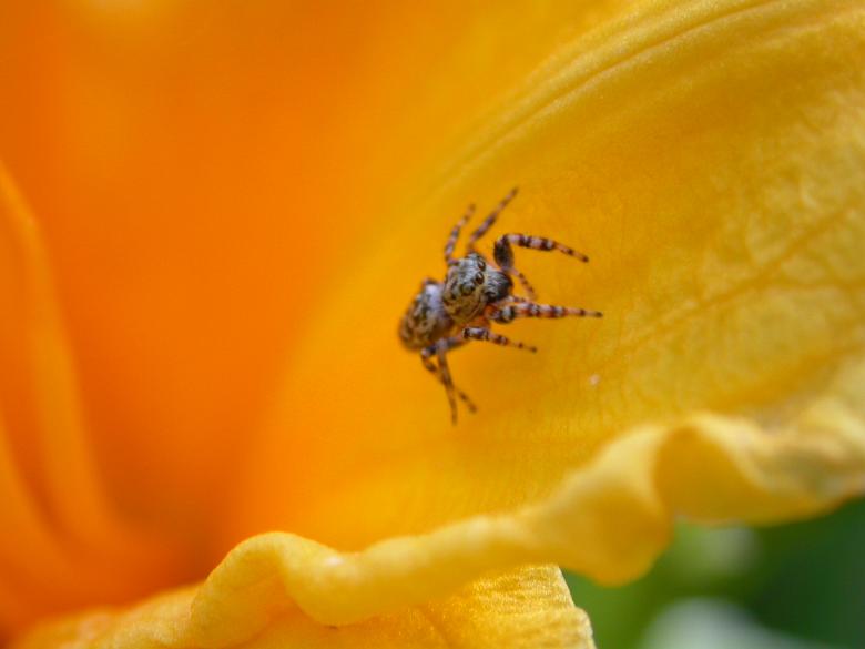 Free stock image of Small spider created by raymond henry