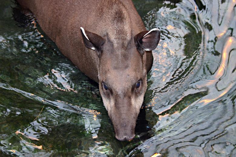 Free stock image of Brazilian tapir in water created by Bjorgvin