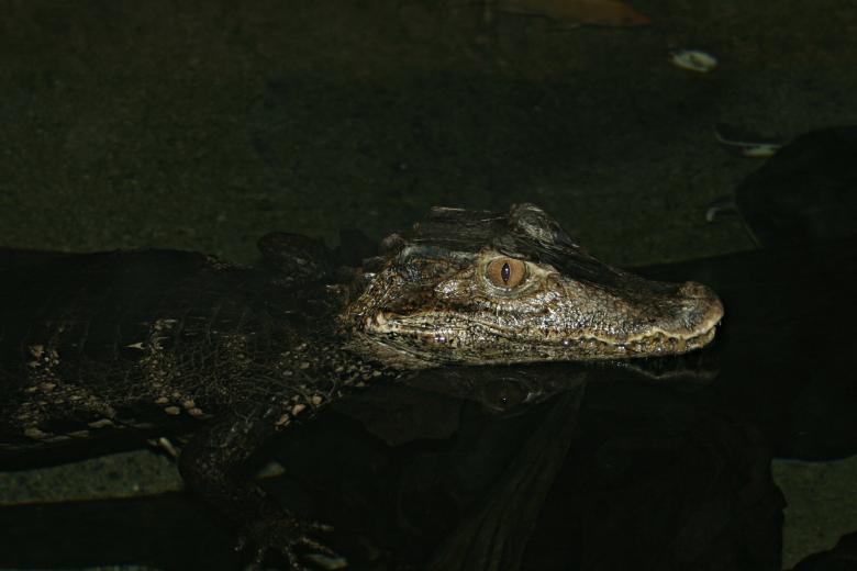 Free stock image of Crocodile created by Bjorgvin