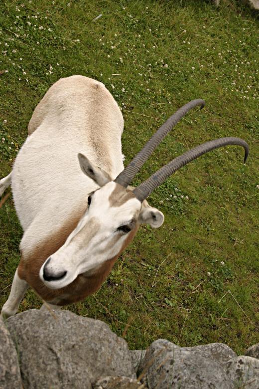 Free stock image of Scimitar-horned oryx created by Bjorgvin