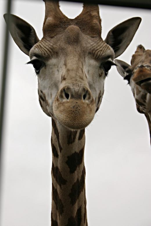 Free stock image of Giraf closeup created by Bjorgvin
