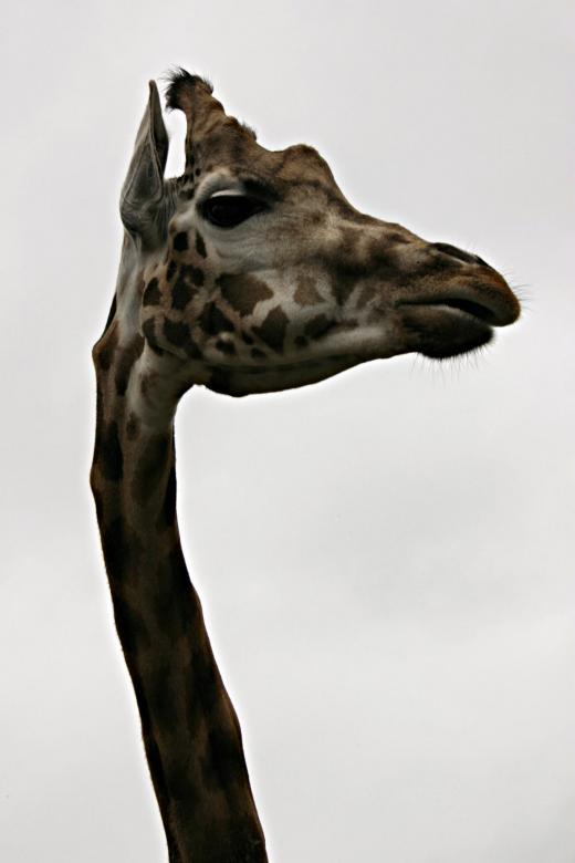 Free stock image of Giraf closeup created by Bjorgvin