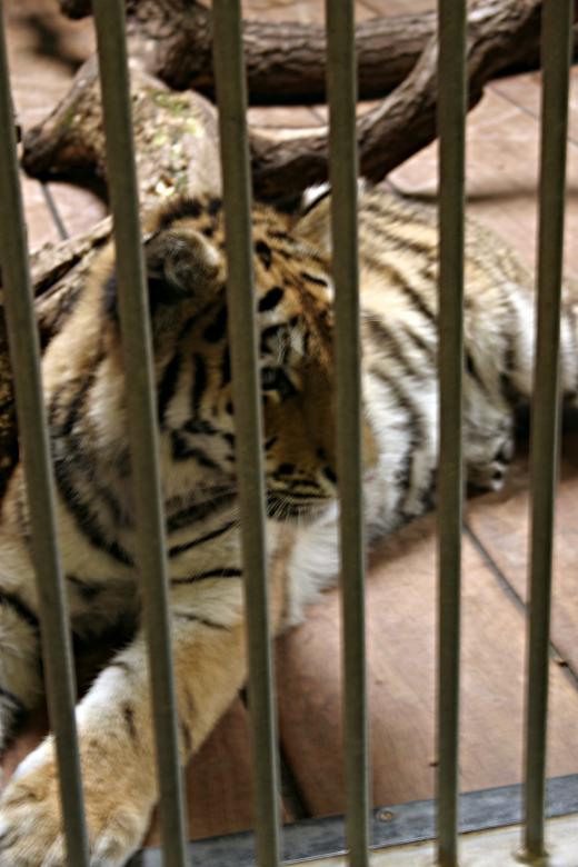 Free stock image of Tiger in cage created by Bjorgvin