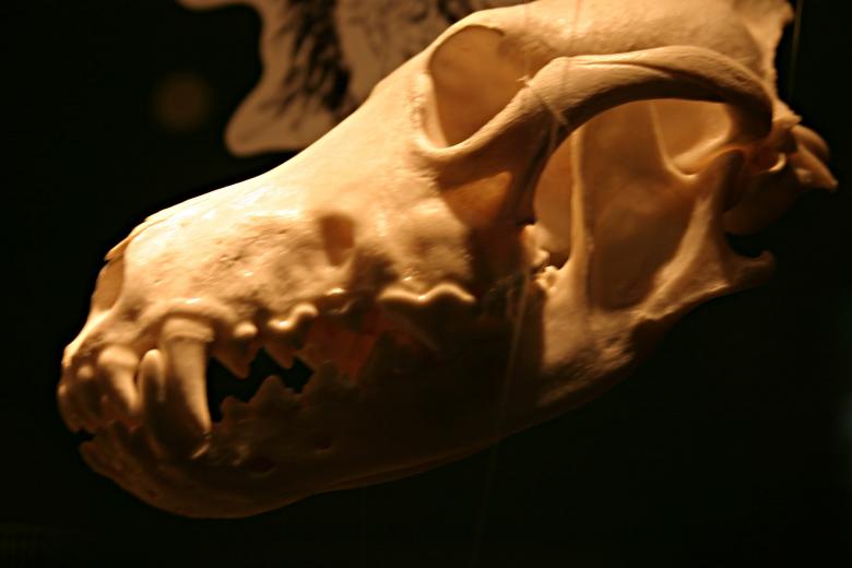 Free stock image of Animal skull created by Bjorgvin
