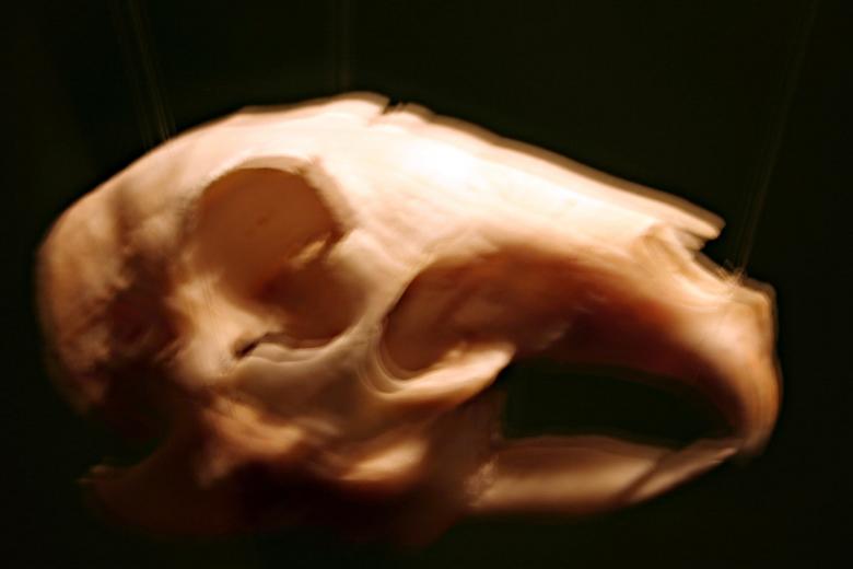 Free stock image of Animal skull created by Bjorgvin