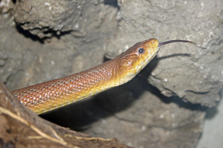 Free stock image of Snake created by Bjorgvin