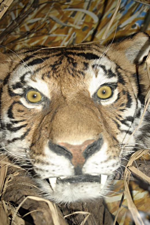 Free stock image of Stuffed tiger created by Bjorgvin